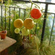 Jardin urbain, jardin de balcon et jardin en pot