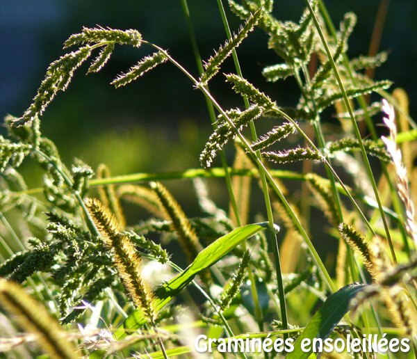 graminées-ensoleillées