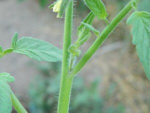 Comment enlever les gourmands des pieds de tomates