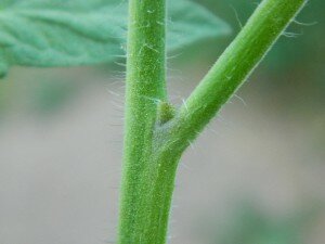 Comment enlever les gourmands des pieds de tomates