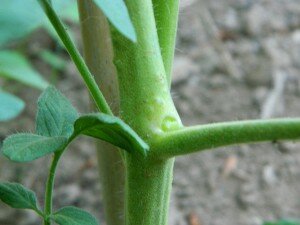 Comment enlever les gourmands des pieds de tomates