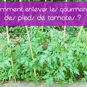 Comment faire en sorte que nos tomates produisent plus ?