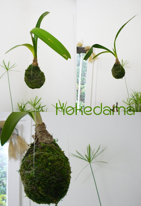 DIY kokedama